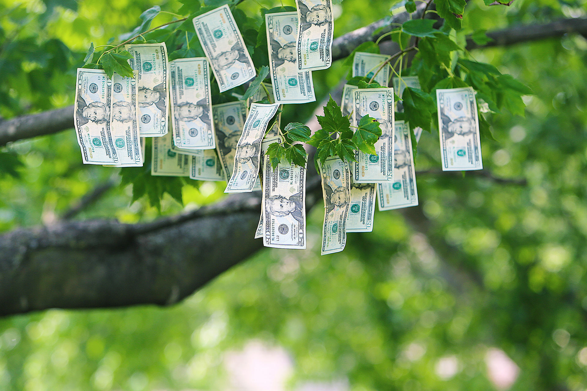 Cost Of Mature Tree